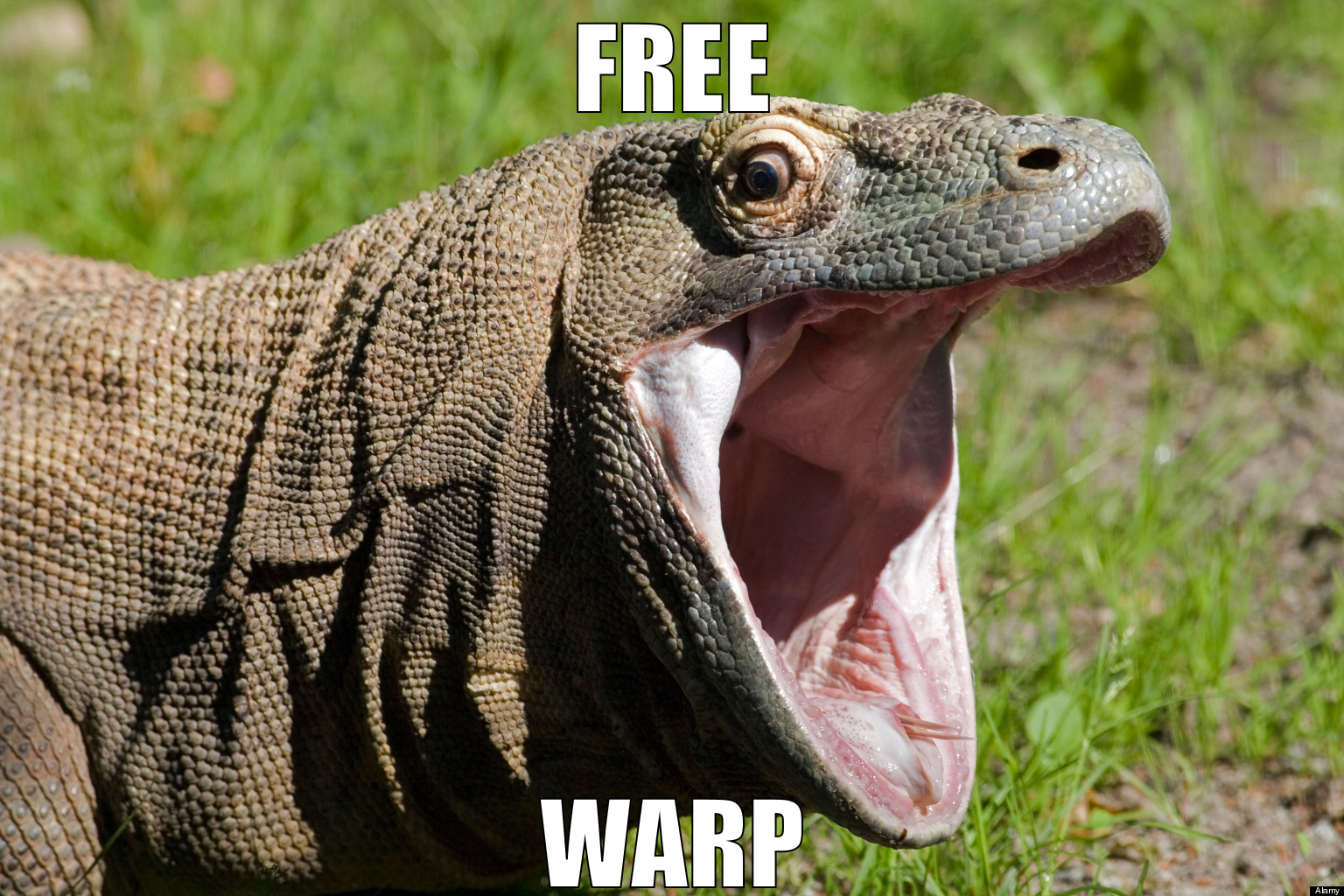 free warp