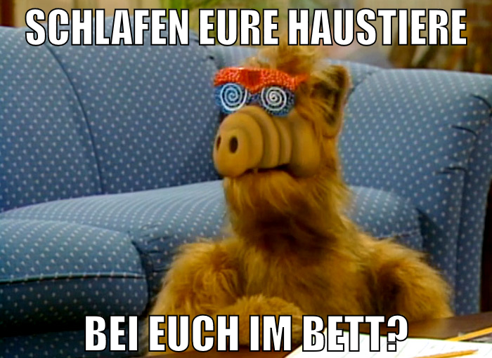schlafen eure haustiere bei euch im bett?