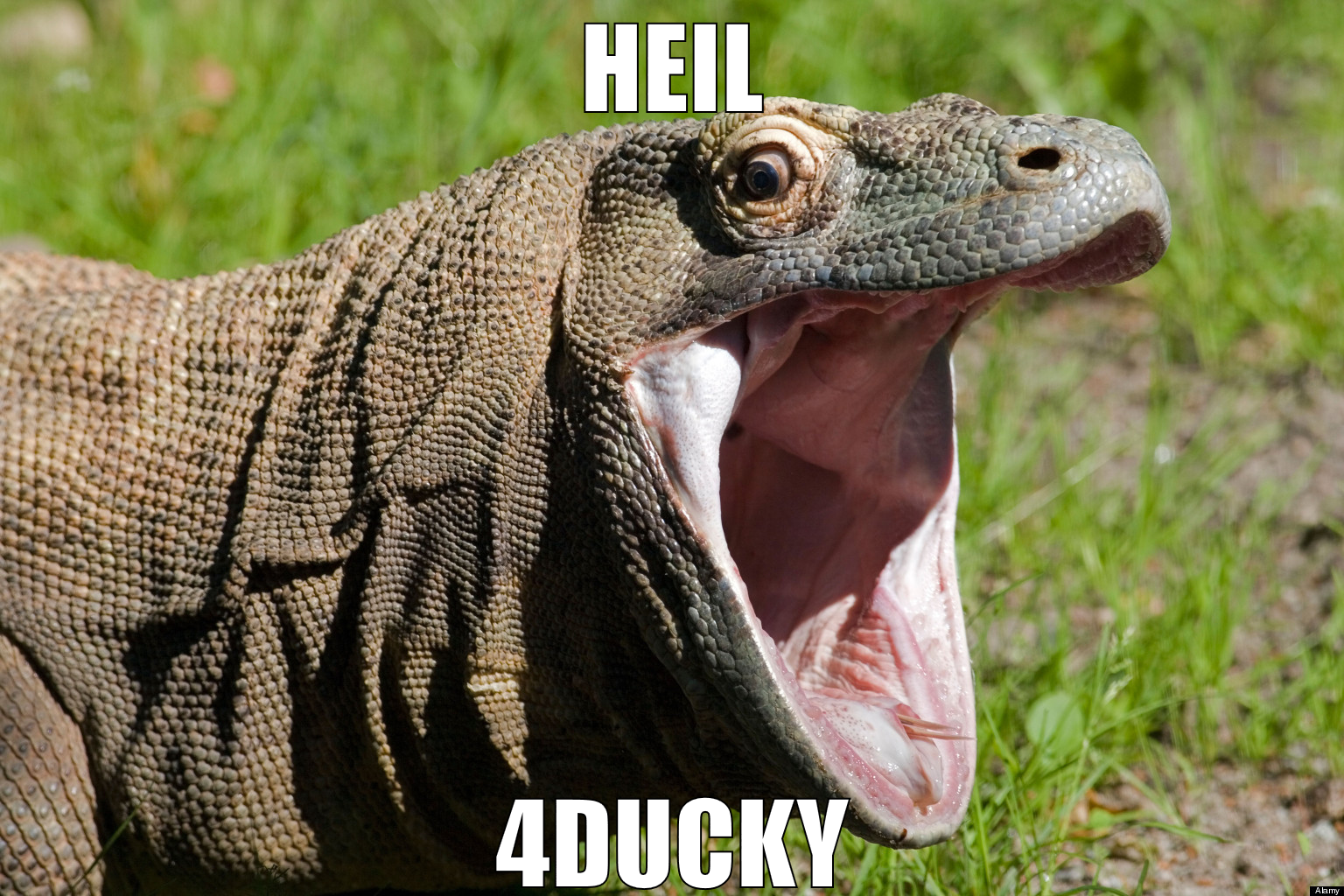 heil 4ducky