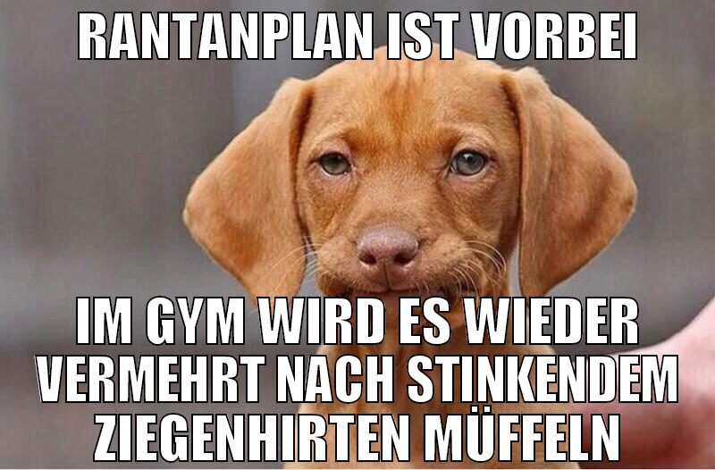 rantanplan ist vorbei im gym wird es wieder vermeh