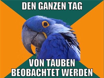 den ganzen tag von tauben beobachtet werden