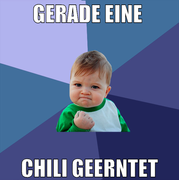 gerade eine  chili geerntet