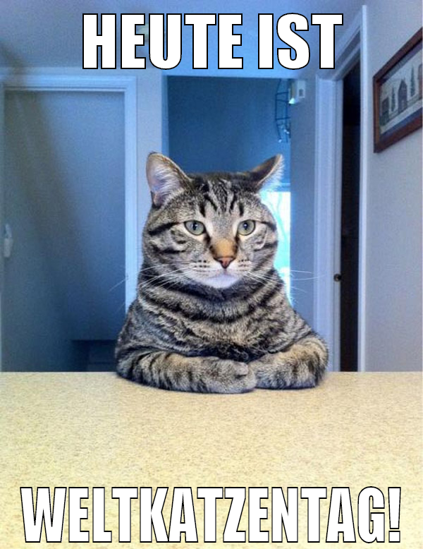 Heute ist Weltkatzentag!