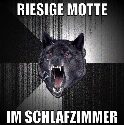 RIESIGE MOTTE IM SCHLAFZIMMER