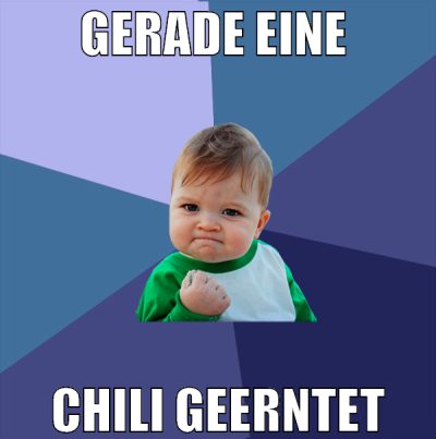 gerade eine  chili geerntet