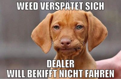 WEED VERSPÄTET SICH DEALER WILL BEKIFFT NICHT FAHR