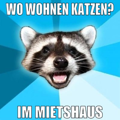 Wo wohnen Katzen? Im Mietshaus