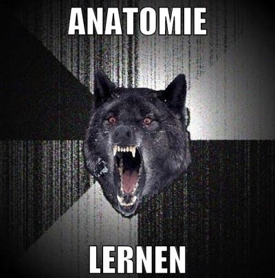 anatomie lernen