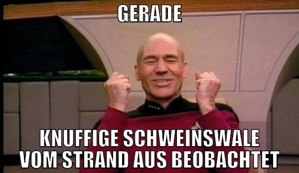 gerade knuffige schweinswale vom strand aus beobac