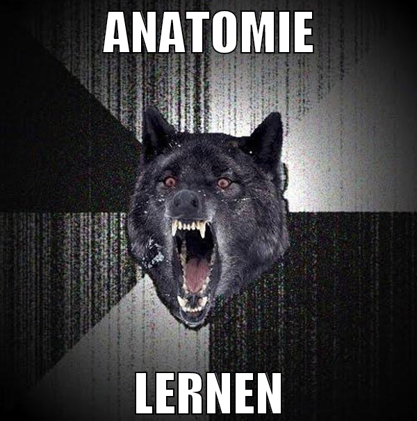 anatomie lernen