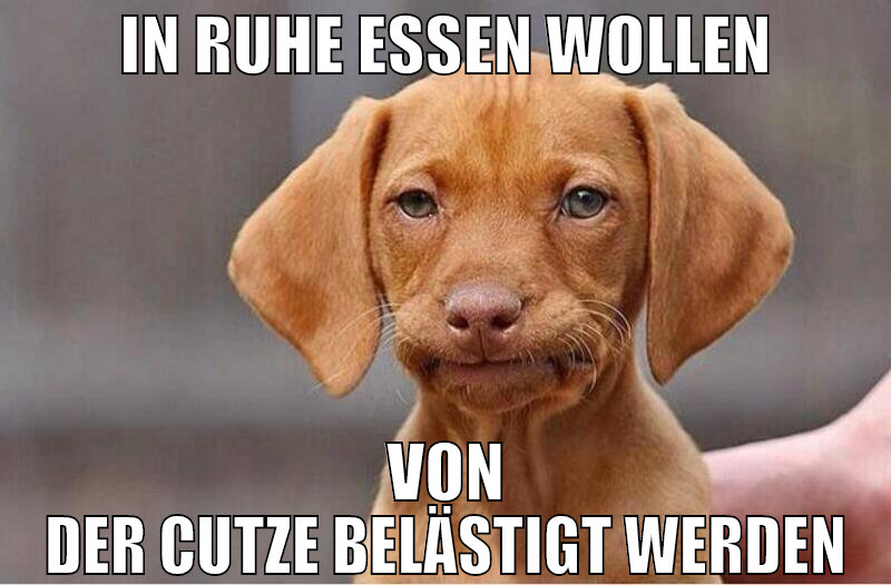 in ruhe essen wollen von der cutze belästigt werde