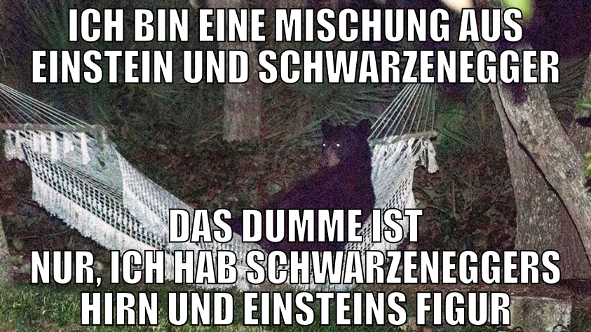 Ich bin eine Mischung aus Einstein und Schwarzeneg