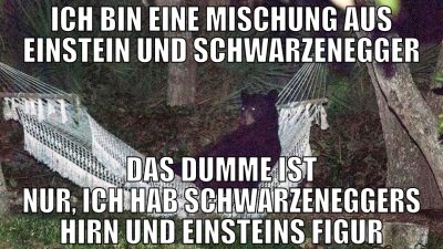 Ich bin eine Mischung aus Einstein und Schwarzeneg
