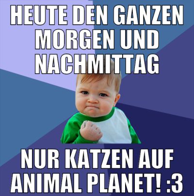 heute den ganzen morgen und nachmittag nur katzen