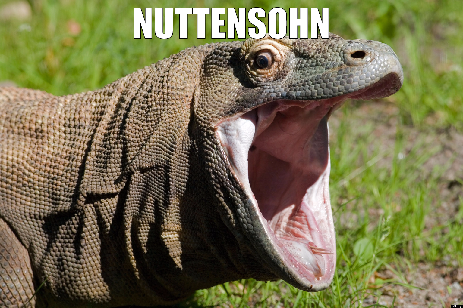 Nuttensohn