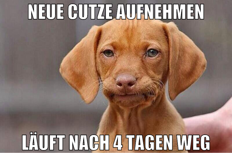 neue cutze aufnehmen läuft nach 4 tagen weg