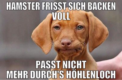 hamster frisst sich backen voll passt nicht mehr d