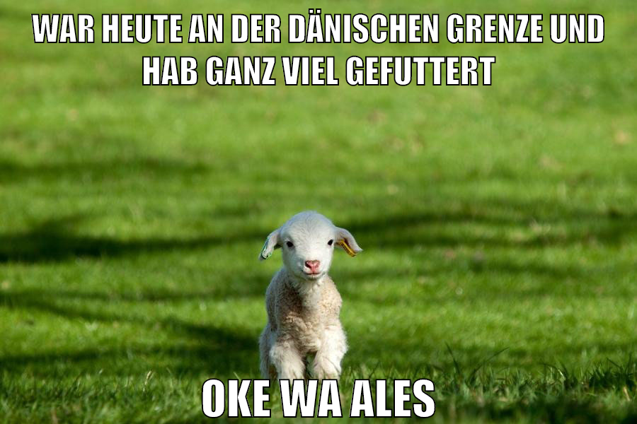 war heute an der dänischen grenze und hab ganz viel gefuttert oke wa ales