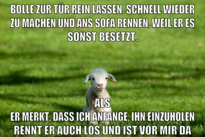 bolle zur tür rein lassen. schnell wieder zu machen und ans sofa rennen, weil er es sonst besetzt. als er merkt, dass ich anfange, ihn einzuholen rennt er auch los und ist vor mir da