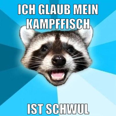 ich glaub mein Kampffisch ist schwul