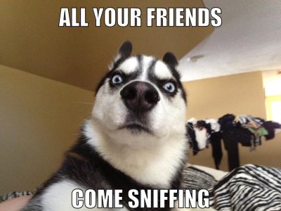 all your friends come sniffing
