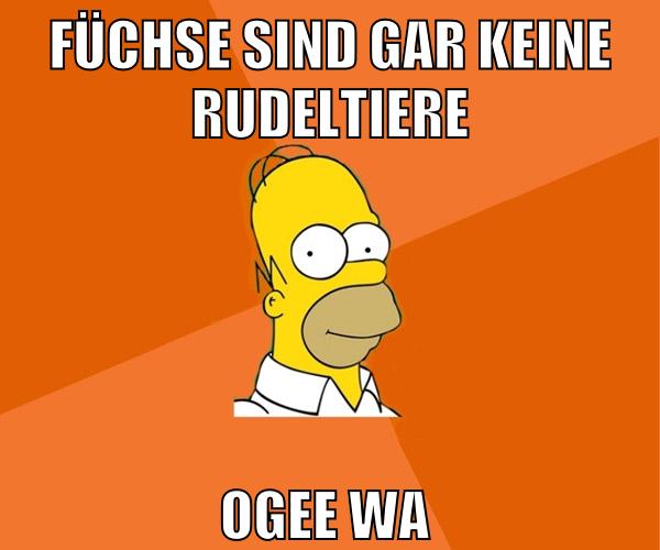 füchse sind gar keine rudeltiere ogee wa ales