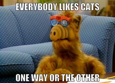 like cats