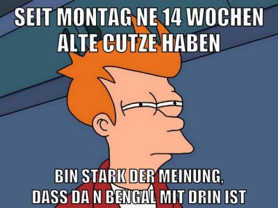 seit montag ne 14 wochen alte cutze haben bin stark der meinung, dass da n bengal mit drin ist