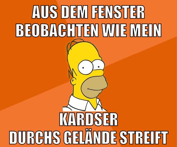 aus dem fenster beobachten wie mein kardser durchs gelände streift
