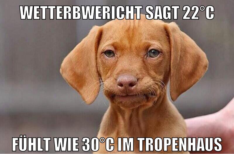 wetterbwericht sagt 22°C fühlt wie 30°C im tropenhaus