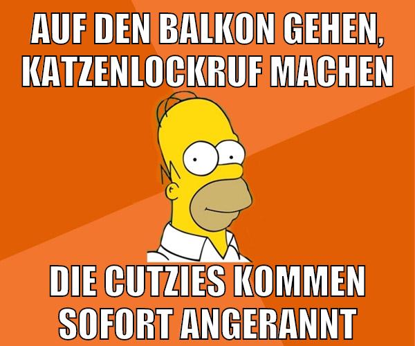 auf den balkon gehen, katzenlockruf machen die cutzies kommen sofort angerannt