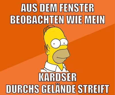 aus dem fenster beobachten wie mein kardser durchs gelände streift