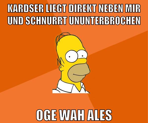 kardser liegt direkt neben mir und schnurrt ununterbrochen oge wah ales