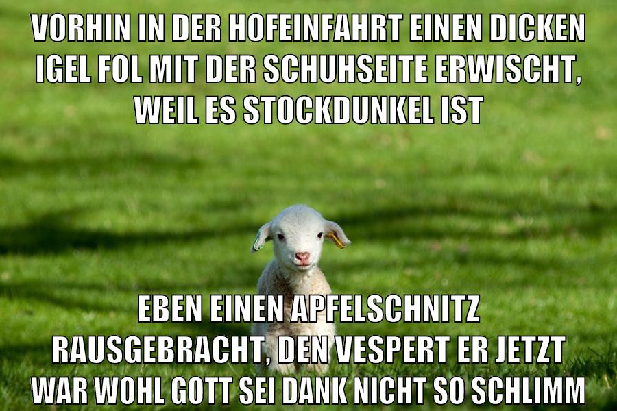 vorhin in der hofeinfahrt einen dicken igel fol mit der schuhseite erwischt, weil es stockdunkel ist eben einen apfelschnitz rausgebracht, den vespert er jetzt war wohl gott sei dank nicht so schlimm