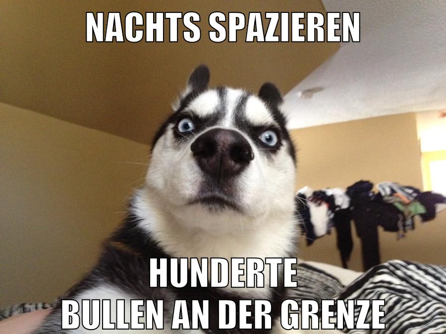 nachts spazieren hunderte bullen an der grenze