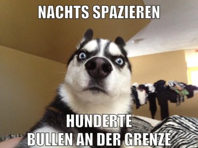 nachts spazieren hunderte bullen an der grenze