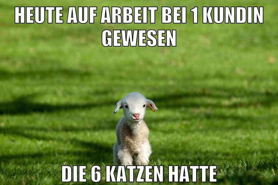 heute auf arbeit bei 1 kundin gewesen die 6 katzen hatte