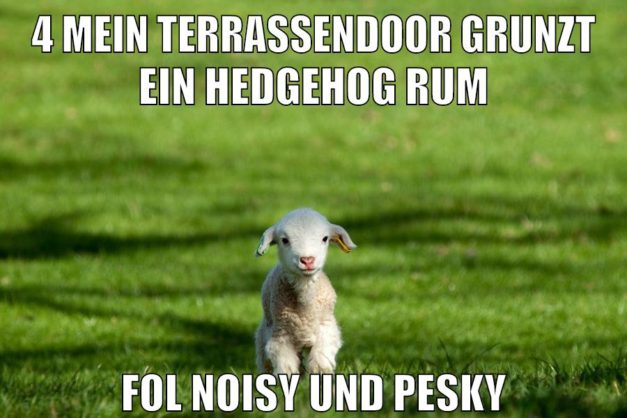 4 mein terrassendoor grunzt ein hedgehog rum fol noisy und pesky