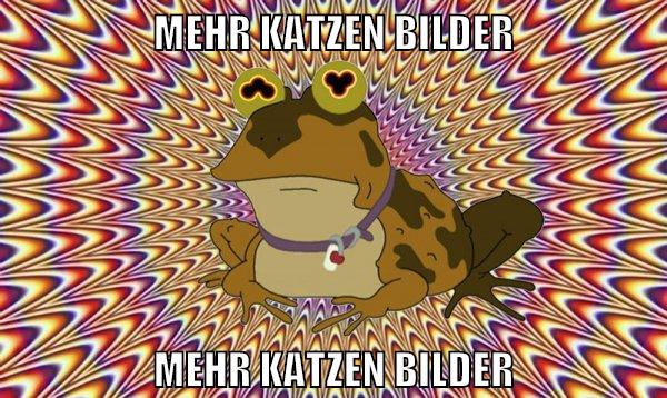 Mehr Katzen Bilder Mehr Katzen Bilder