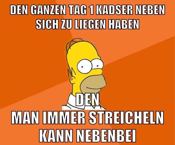 den ganzen tag 1 kadser neben sich zu liegen haben den man immer streicheln kann nebenbei