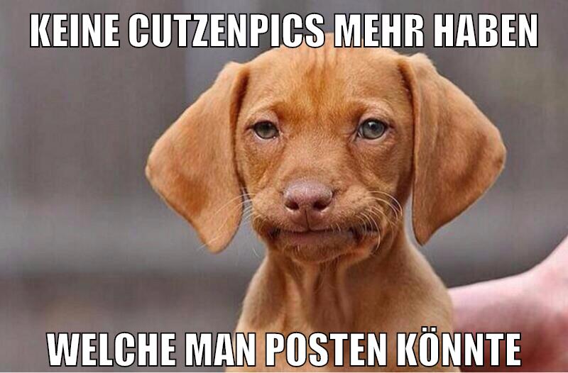 keine cutzenpics mehr haben welche man posten könnte