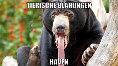 tierische blähungen haven