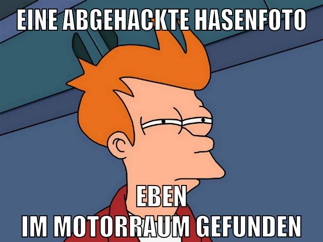 eine abgehackte hasenfoto eben im motorraum gefunden