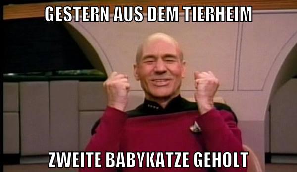 gestern aus dem tierheim zweite babykatze geholt