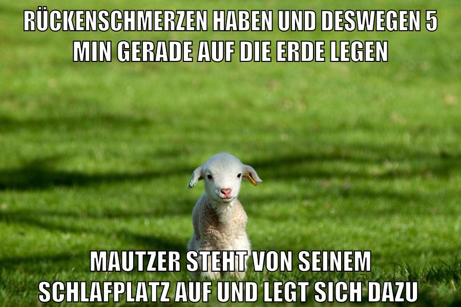 rückenschmerzen haben und deswegen 5 min gerade auf die erde legen mautzer steht von seinem schlafplatz auf und legt sich dazu