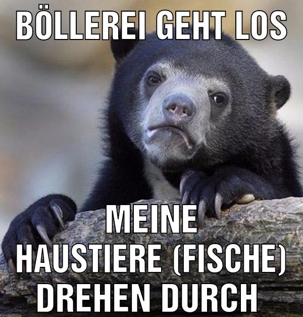 Böllerei geht los Meine Haustiere (Fische) drehen durch