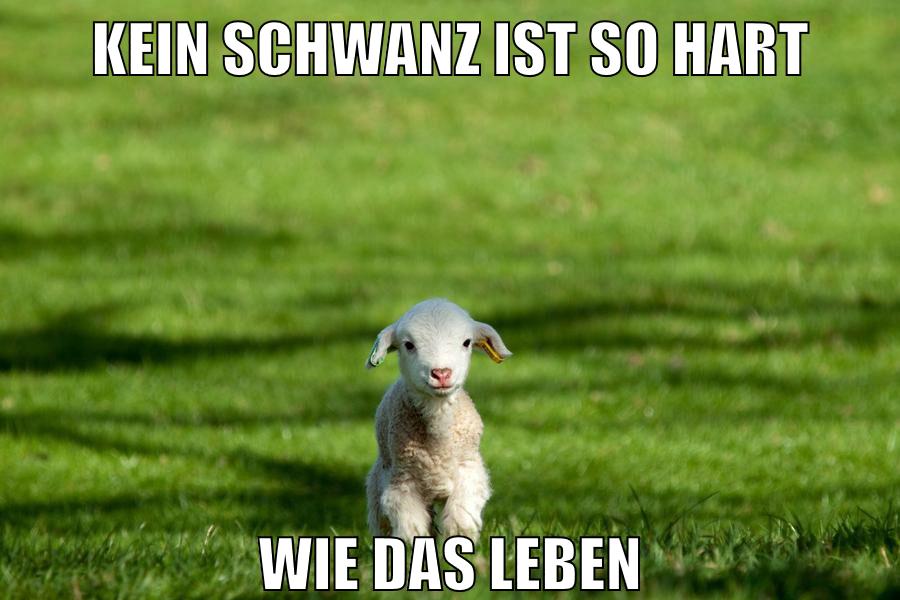 kein schwanz ist so hart wie das leben