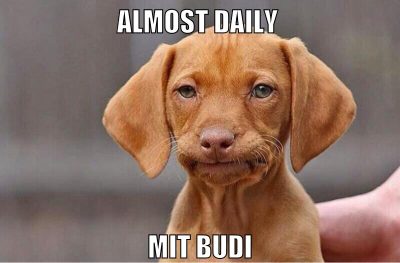 almost daily mit budi