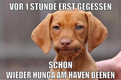 vor 1 stunde erst gegessen schon wieder hunga am haven beenen