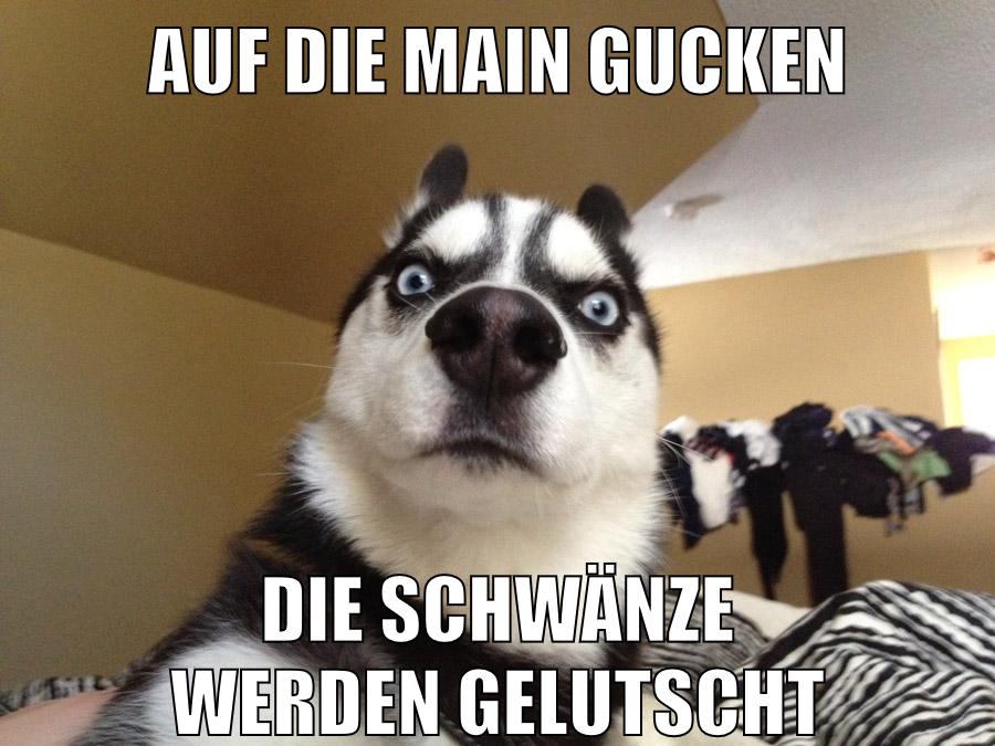 auf die main gucken die schwänze werden gelutscht